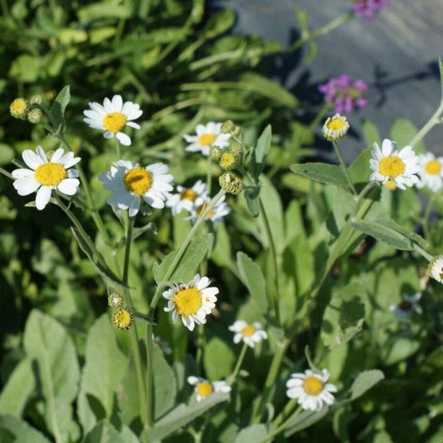 Semillas de flores - Ver 1