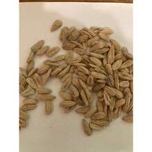 Seeds 1 Lb Wild Olive Tree Seeds (Nyssa Aquatica) - Swamp Tupelo - 10 Seeds - View 2