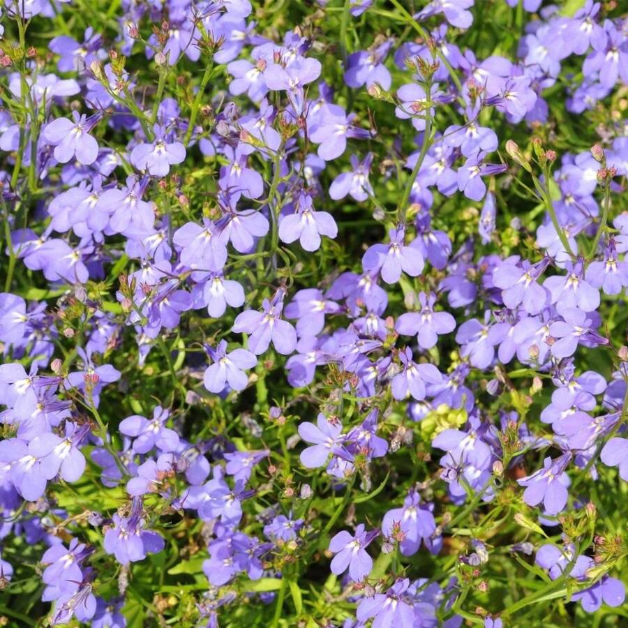 Série Regatta Lobelia Rose ~500 Graines – Pastilles de Graines Multiples – Lobelia erinus Trepetteuse – Annuelle pour Paniers Suspendus, Contenants et Bordures – 9 Couleurs Vives – Délai de Floraison : 77-84 Jours - Voir 1