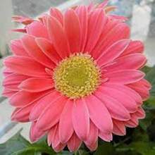 Graines de plantes apaisantes, mélange de graines de variétés de calendula - Voir 5