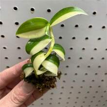Mélange de Couleurs Nouveau Frais 500 pcs Graines de Plante Vanilla planifolia - Voir 2