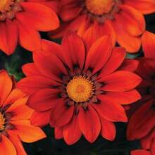 Graines de Gazania résistante à la sécheresse, nuances rouges, plante de couverture au sol - 50 graines - Voir 3
