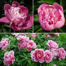 Flower Seeds - View 3