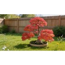 50 Graines d'Érable pour la Plantation, Érable Ornemental Vibrant, Beau Feuillage Automnal, Facile à Cultiver, Plante Vivace et Robuste pour Jardin, Balcon, Patio, Cour, Aménagement Paysager, Graines d'Érable Décoratives à Croissance Rapide - Voir 4