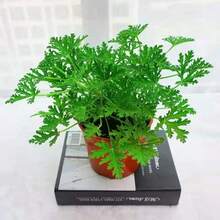 Flower Seeds - View 5