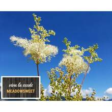 Flower Seeds - View 4