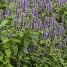 Flower Seeds - View 3