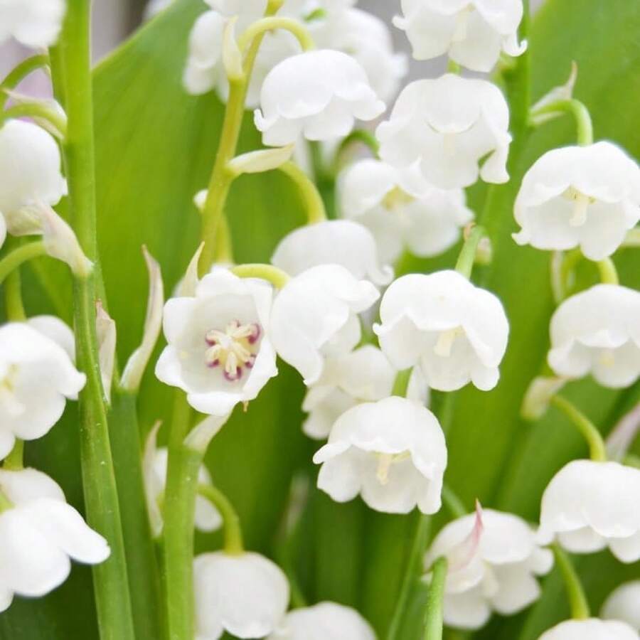 59 graines de muguet pour la plantation, faible entretien - Voir 1