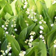 59 graines de muguet pour la plantation, faible entretien - Voir 4