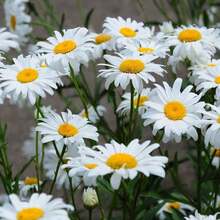 Semillas de flores - Ver 3