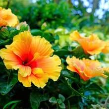 Flower Seeds - View 3