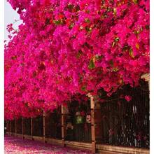 Garden 300 Graines de Bougainvillier Rose Non-OGM pour la plantation et l'horticulture, pollinisateurs - Voir 1