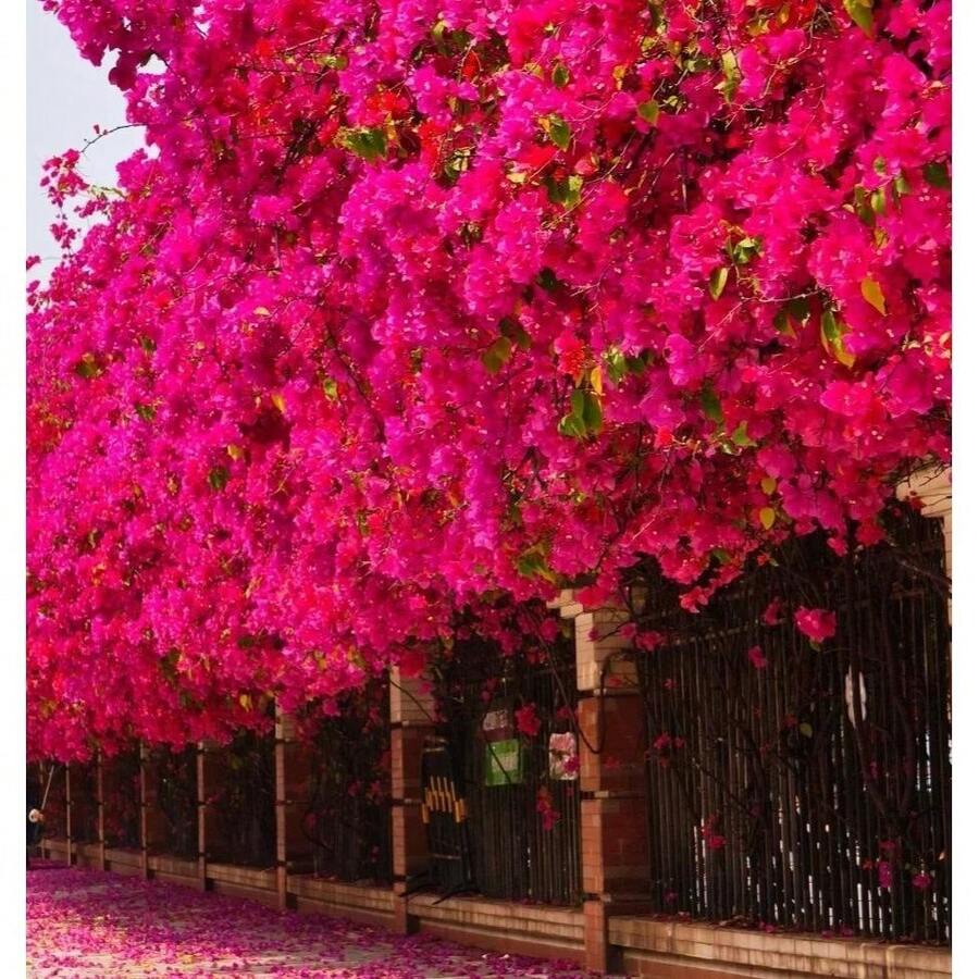 Garden 300 Graines de Bougainvillier Rose Non-OGM pour la plantation et l'horticulture, pollinisateurs - Voir 1