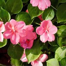 Flower Seeds - View 2
