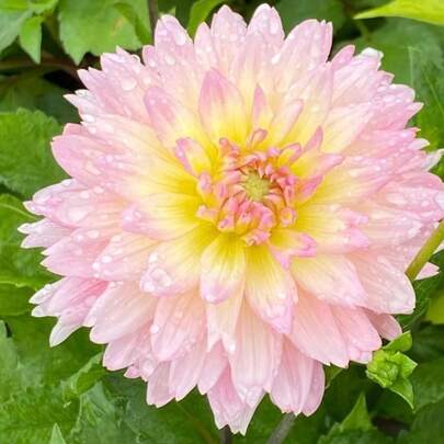 162 Pcs Mixed Dahlia Flower Seeds - Effortlessly Easy To Plant