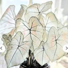 Seeds Caladium Marie Moir And Red Flash Bulbs.One Of Each.A Total Of 2. - 變體1 - 查看 10