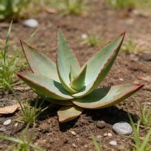 100 Graines d'Aloe Vera pour le Jardinage Domestique, Idéales pour la Plantation sur les Fenêtres et les Balcons - Voir 4