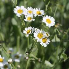 Semillas de flores - Ver 2
