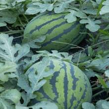 Flower Seeds - View 1