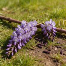Flower Seeds - View 3