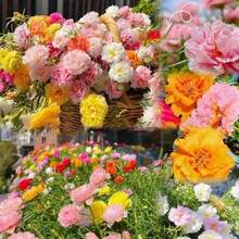 Flower Seeds - View 2