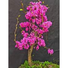 60 Graines de Cercis ou Bonsaï à Fleurs Roses et Violettes Rares - Voir 3