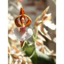 Semillas de flores - Ver 3