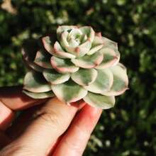 Seeds Plants, Echeveria Nuda Variegated - Variant1 - View 6