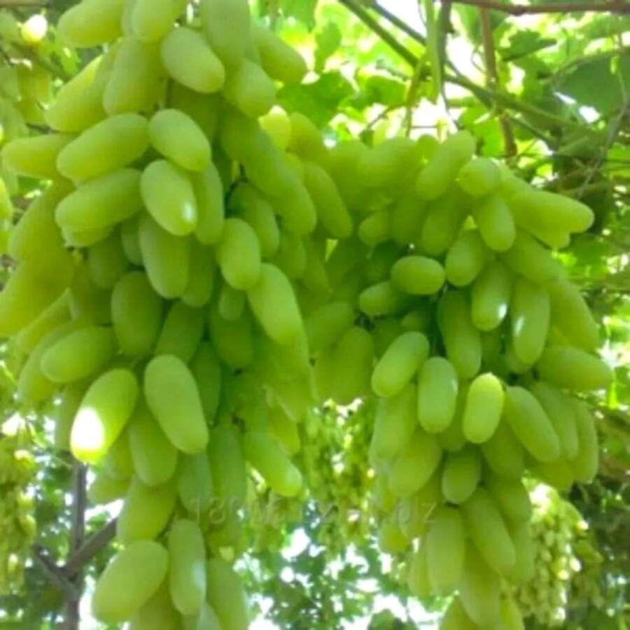 57 graines de raisin 'Finger Grape' de variété traditionnelle - fruit sucré - Voir 1