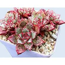 Flower Seeds - View 3