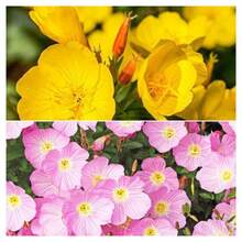 5000 graines d'Oenothera speciosa, une plante vivace utilisée pour la plantation de primevères. - Voir 10