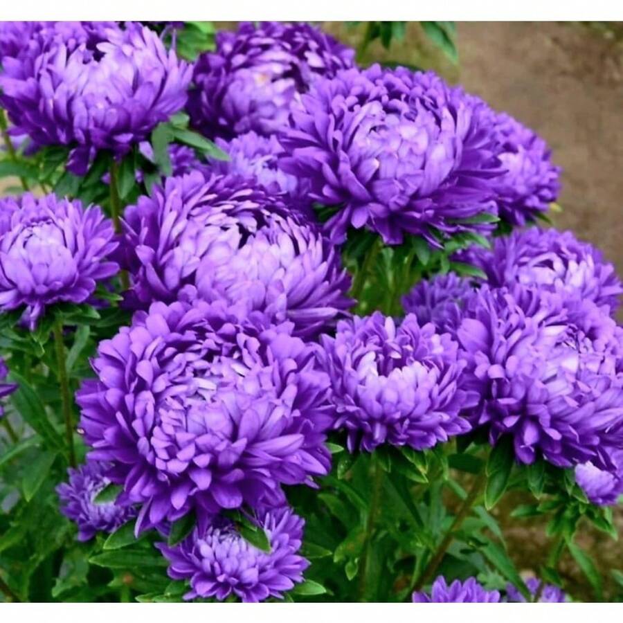 120 Graines de Chrysanthème, Fleurs Violet Clair - Voir 1