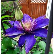 Flower Seeds - View 2