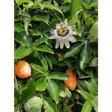 Flower Seeds - View 3