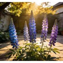 50 graines de chou-fleur, parfaites pour les débutants et les jardiniers occupés. - Voir 3