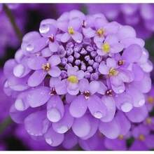 Flower Seeds - View 4