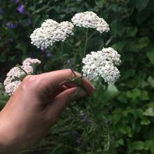 Flower Seeds - View 4