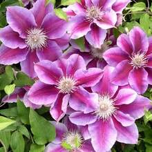 276 graines de plantes, graines de fleurs, graines de clématite, grimpantes, non-OGM, graines anciennes, graines de fleurs vivaces, fleurs de jardin - Voir 5