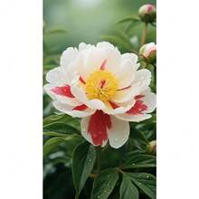 Local Warehouse200 Seeds Yellow Peony Rare Flowers Exotic Plants - Pack Of 500 - View 5