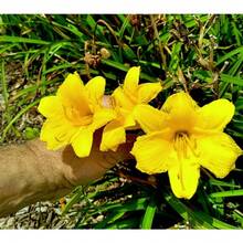 205pcs Yellow Flower Seeds Are Suitable For Planting In The Garden - 205 - View 2