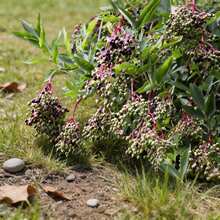Flower Seeds - View 4