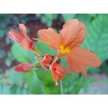 Seeds OrganicOrange Firecracker Flower Seeds (70) - Crossandra Infundibuliformis - 變體1 - 查看 5