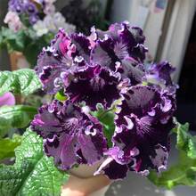 Plant Seeds - View 4