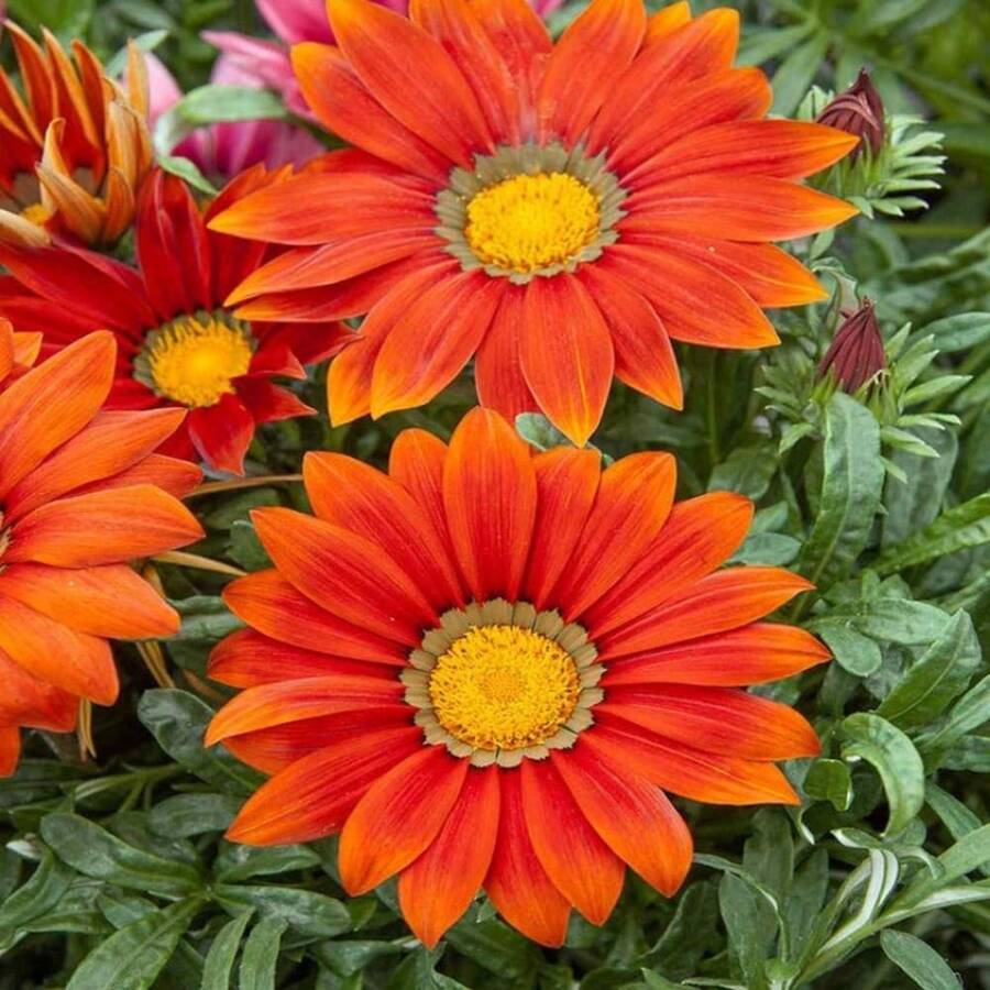 Graines de Gazania résistante à la sécheresse, nuances rouges, plante de couverture au sol - 50 graines - Voir 1
