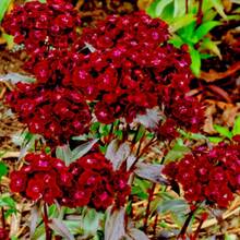 142 Graines de Dianthus - Non-OGM - Voir 4