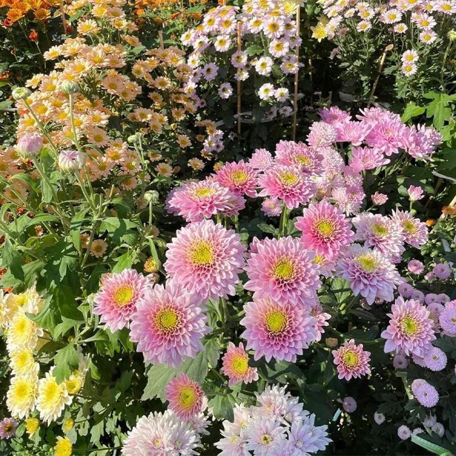 165 Mixed Color Chrysanthemum Seeds For A Vibrant Garden Bed - 165 piezas - Ver 1