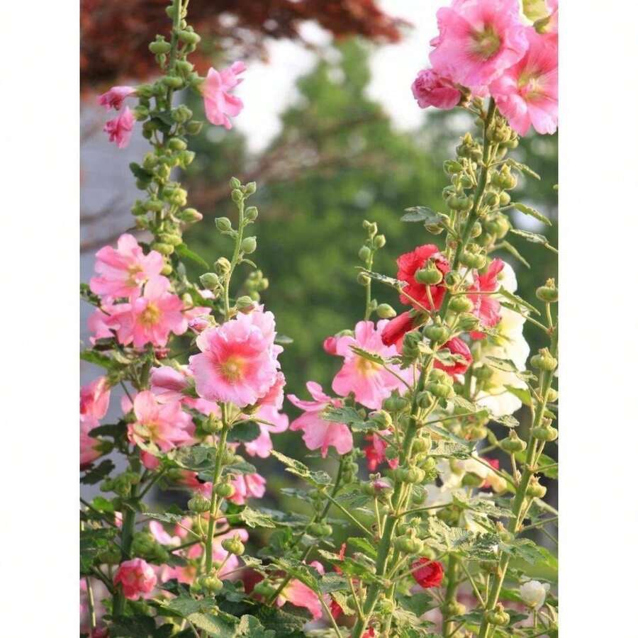 Plant Seeds - View 1