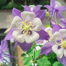 Flower Seeds - View 5