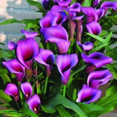 Blumensamen