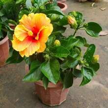 Flower Seeds - View 2